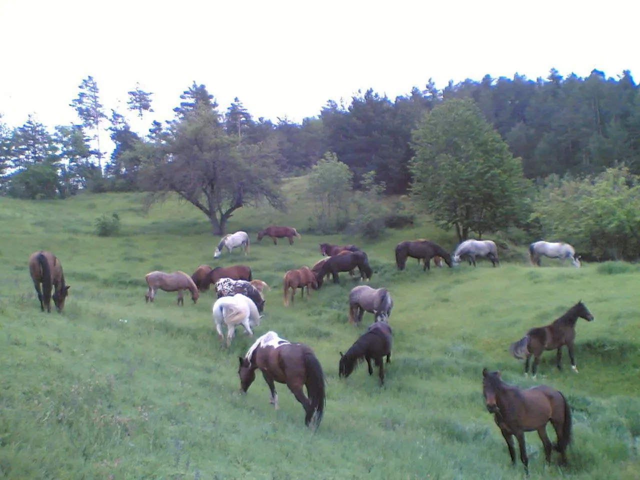 Els Torrents Guest House Santa Eugenia de Nerella Hotel Bellver De Cerdanya